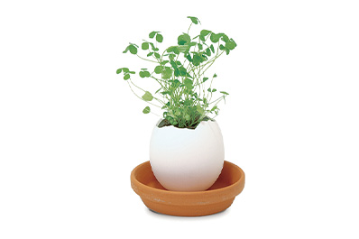 写真:パピネスのハッピーエッグ(鉢受け皿、卵型の鉢、クローバー)